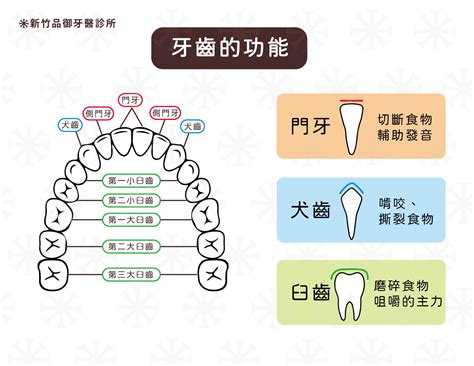 門牙作用|瞭解牙齒的各部分構造和功能